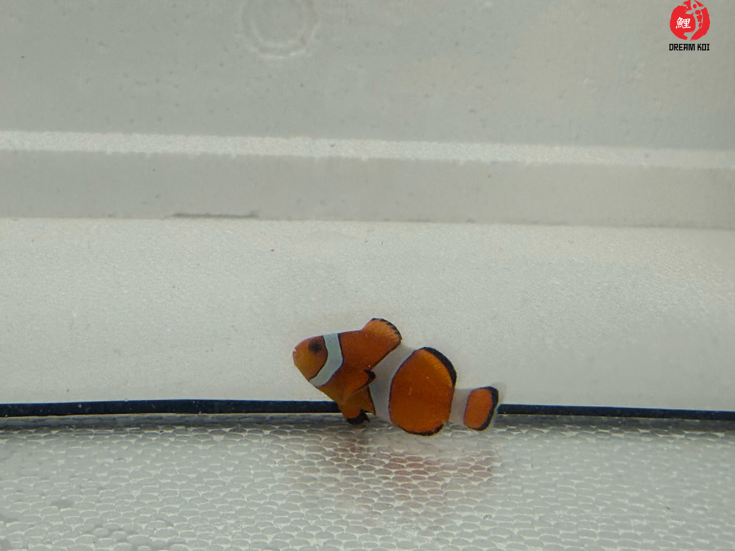 Amphiprion Ocellaris Bohóchal ( 3 - 4 cm )