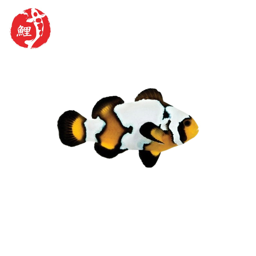 Black Ice Snowflake Bohóchal (Amphiprion ocellaris) 3 - 4 cm