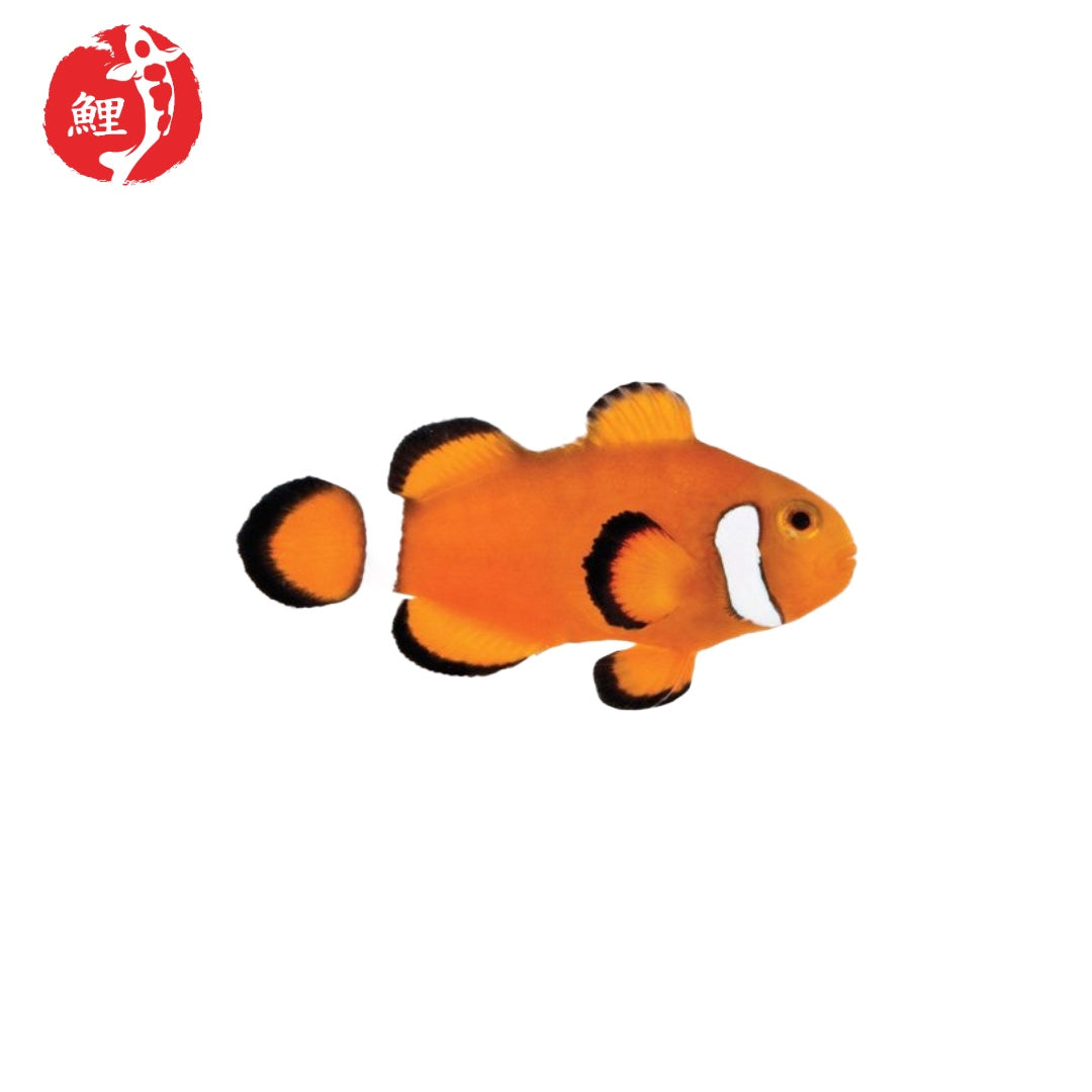 Extreme Misbar Amphiprion Ocellaris ( 3 cm- 3,5 cm )