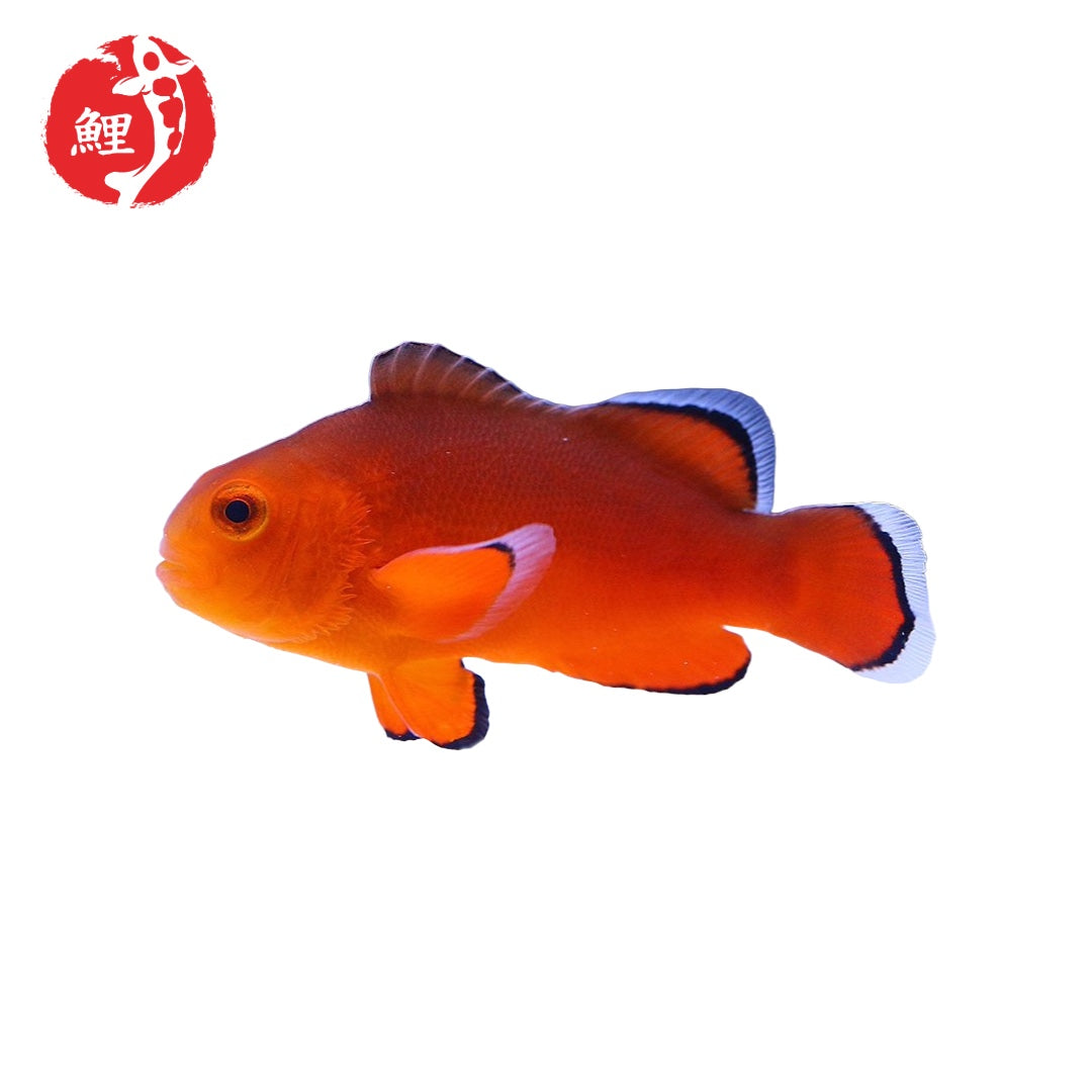 Amphiprion Ocellaris Naked (Meztelen bohóchal) 2,5 - 3 cm