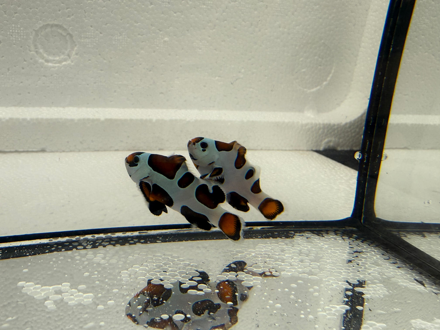 Bohóchal – WYSIWYG (amit látsz, azt kapod)