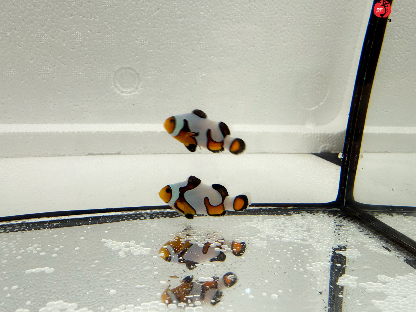 Mocha Gladiator Ocellaris Bohóchal (Amphiprion ocellaris) 3 - 4 cm