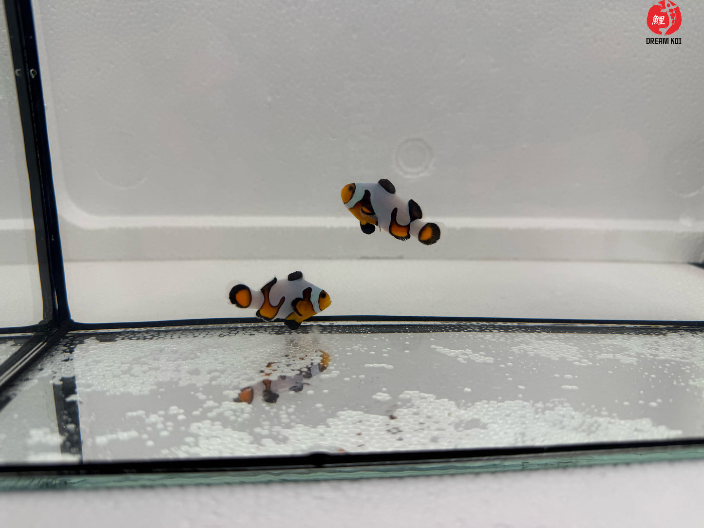 Mocha Gladiator Ocellaris Bohóchal (Amphiprion ocellaris) 3 - 4 cm