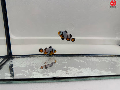 Mocha Gladiator Ocellaris Bohóchal (Amphiprion ocellaris) 3 - 4 cm