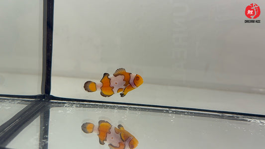 Snowflake Zombie Ocellaris Bohóchal (Amphiprion ocellaris) 3 - 4 cm