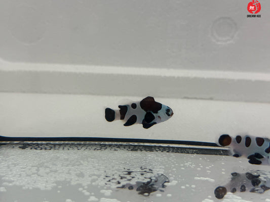 Black Storm Bohóchal  (Amphiprion ocellaris) 3 - 4 cm