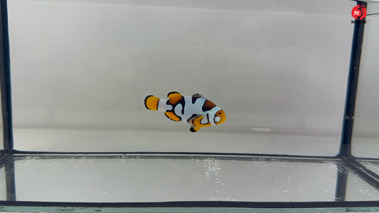 Dot Picasso Percula Bohóchal (Amphiprion percula) 5 cm