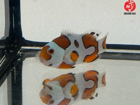 Orange Storm Bohóchal (Amphiprion ocellaris) 3 - 4 cm