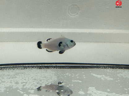 Snow Storm Ocellaris Bohóchal (Amphiprion ocellaris)  4 cm