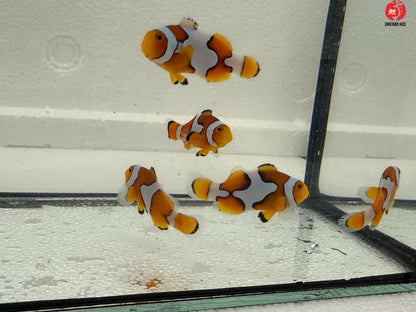 Picasso Percula Bohóchal (Amphiprion percula) 3 - 4 cm