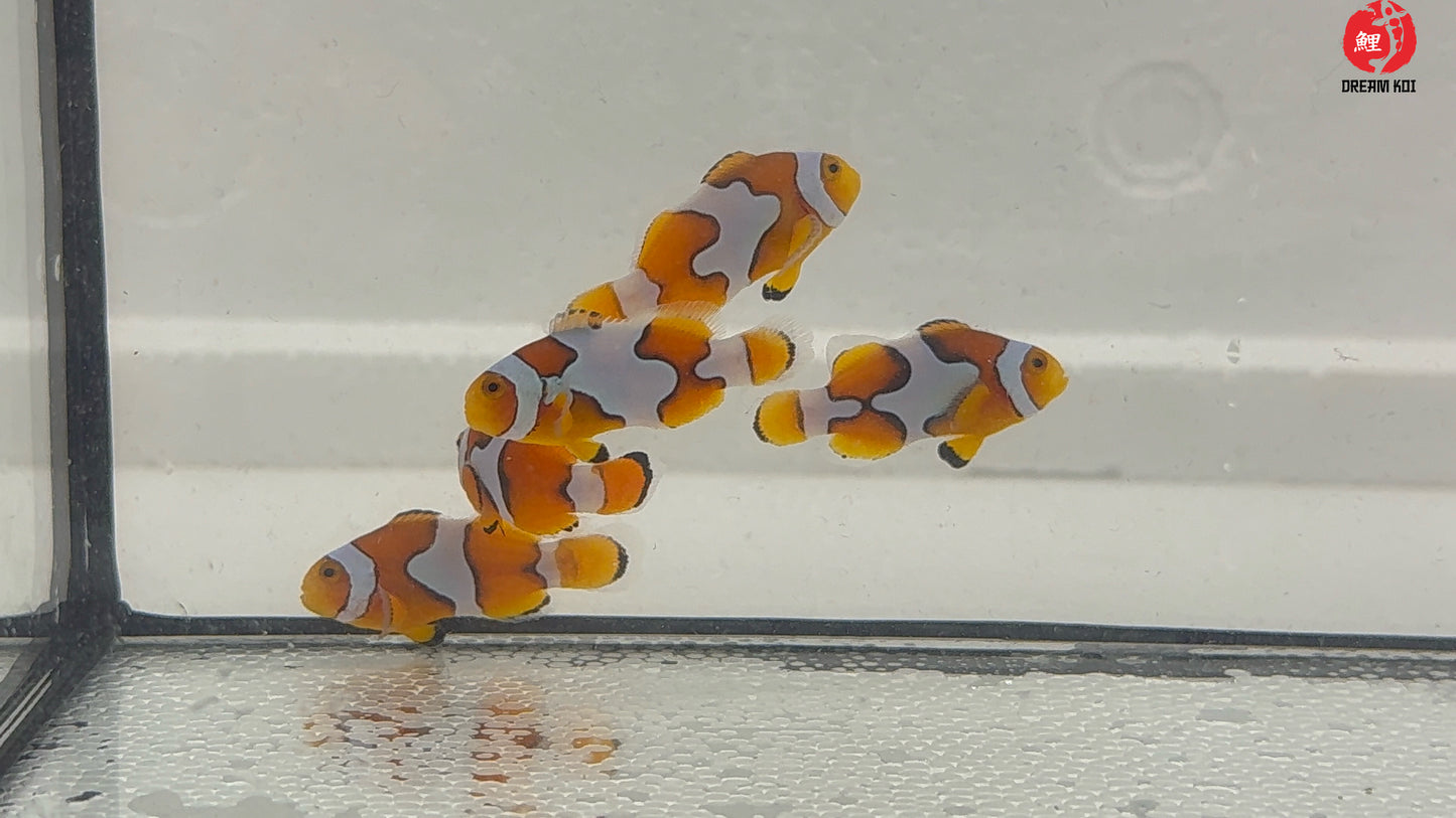 Picasso Percula Bohóchal (Amphiprion percula) 3 - 4 cm