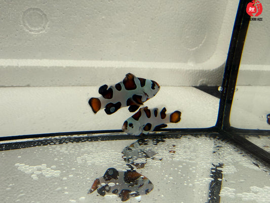 Mocha Storm Ocellaris Bohóchal (Amphiprion ocellaris) 4 - 5 cm