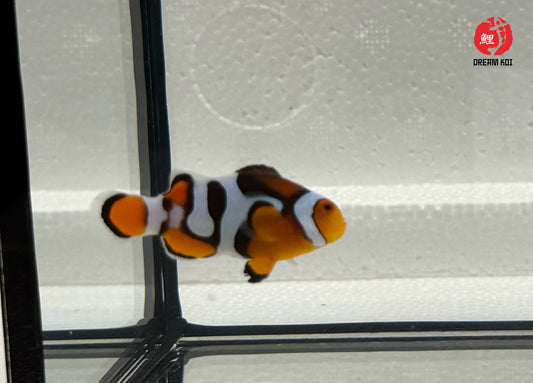 Nebula Picasso Percula Bohóchal (Amphiprion percula) 3 - 4 cm