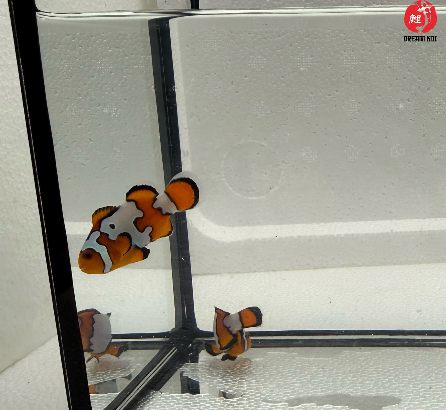 Snowflake Ocellaris Bohóchal (Amphiprion ocellaris)  4-5 cm