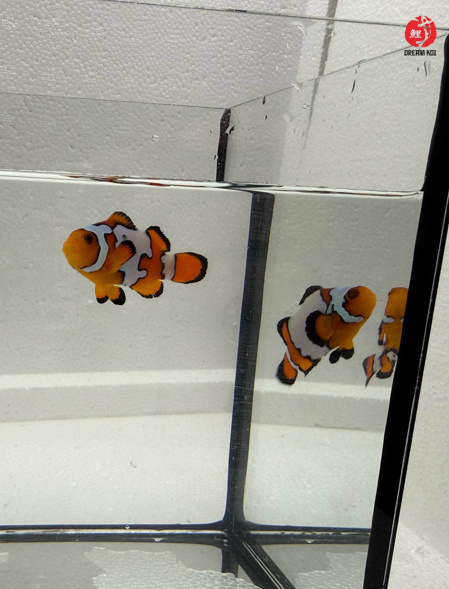 Snowflake Ocellaris Bohóchal (Amphiprion ocellaris)  4-5 cm