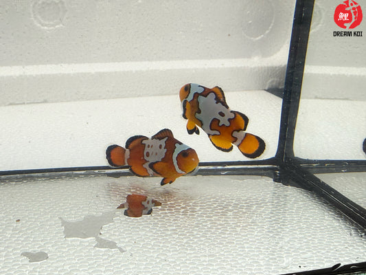 Premium Snowflake Ocellaris Bohóchal (Amphiprion ocellaris)  4-5 cm