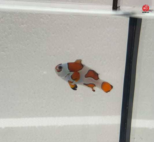 Hybrid Storm Bohóchal (Amphiprion percula × ocellaris) 3 - 4 cm