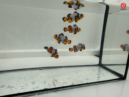 Black Ice Snowflake Bohóchal (Amphiprion ocellaris) 4 cm