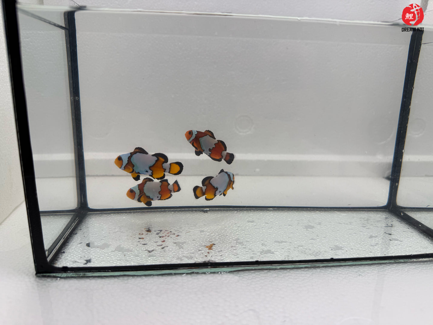 Black Ice Snowflake Bohóchal (Amphiprion ocellaris) 4 cm