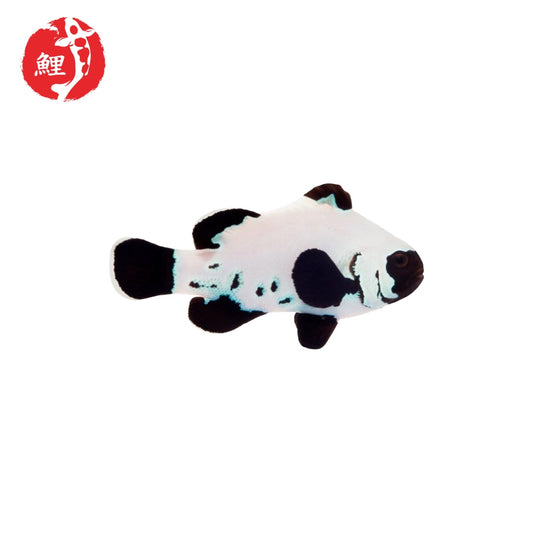 Black Frostbite Ocellaris Bohóchal (Amphiprion ocellaris) 3 - 4 cm