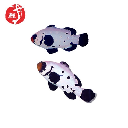 Black Frostbite Ocellaris Bohóchal (Amphiprion ocellaris) 3 - 4 cm