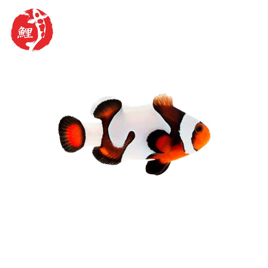 Mocha Gladiator Ocellaris Bohóchal (Amphiprion ocellaris) 3 - 4 cm