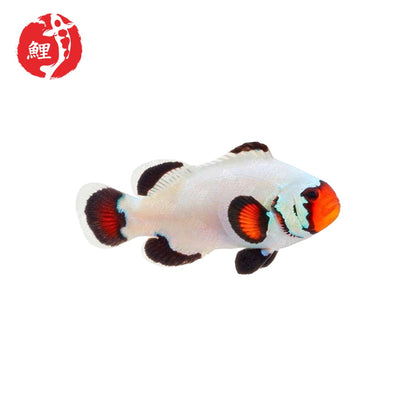 Flurry Bohóchal (Amphiprion ocellaris) 3 - 4 cm