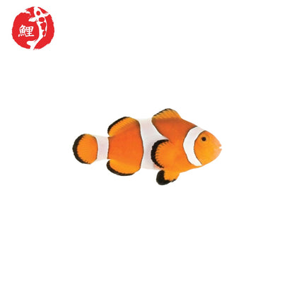 Amphiprion Ocellaris Bohóchal ( 4,1 cm - 5 cm )