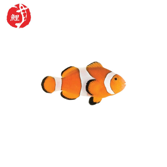 Amphiprion Ocellaris Bohóchal ( 4,1 cm - 5 cm )