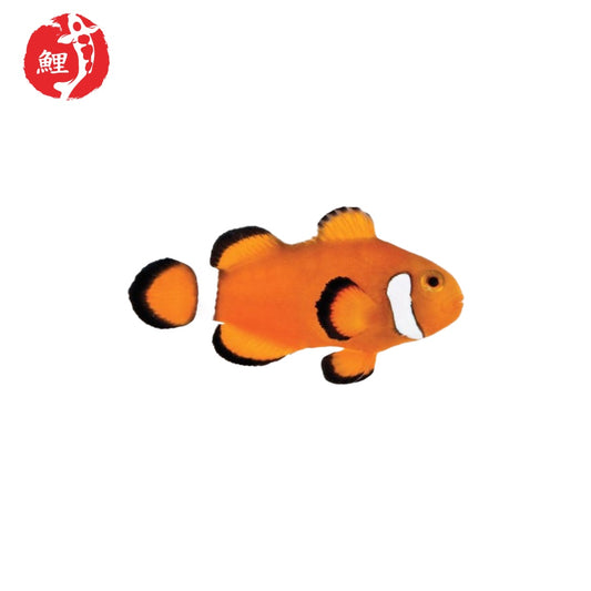 Extreme Misbar Amphiprion Ocellaris ( 3 cm- 3,5 cm )