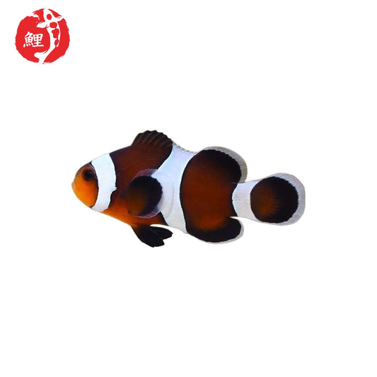 Mocha Amphiprion Ocellaris Bohóchal ( 3 cm - 5  cm )