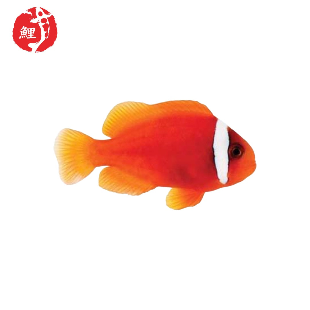 Amphiprion Frenatus (Paradicsom Bohóchal) 4 - 6 cm