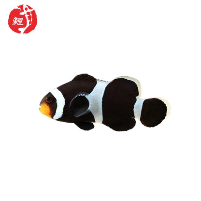 Amphiprion Darwini (fekete és fehér) 3 - 4 cm