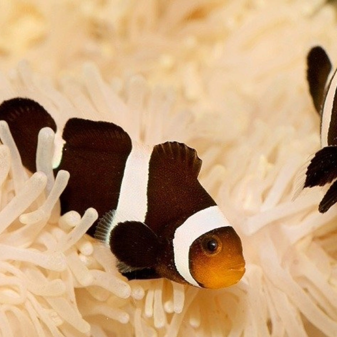 Amphiprion Darwini (fekete és fehér) 3 - 4 cm