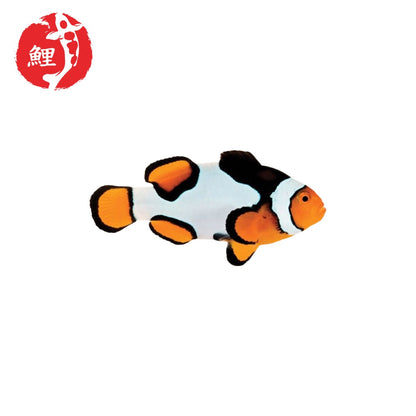 Amphiprion Percula Picasso Bohóchal ( 4 - 5 cm )