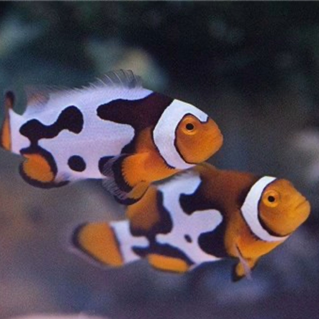 Amphiprion Percula Picasso Bohóchal ( 4 - 5 cm )