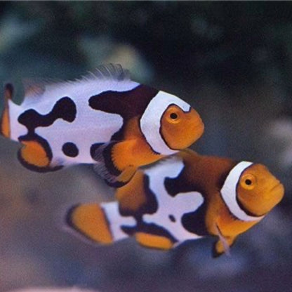 Amphiprion Percula Picasso Bohóchal ( 4 - 5 cm )