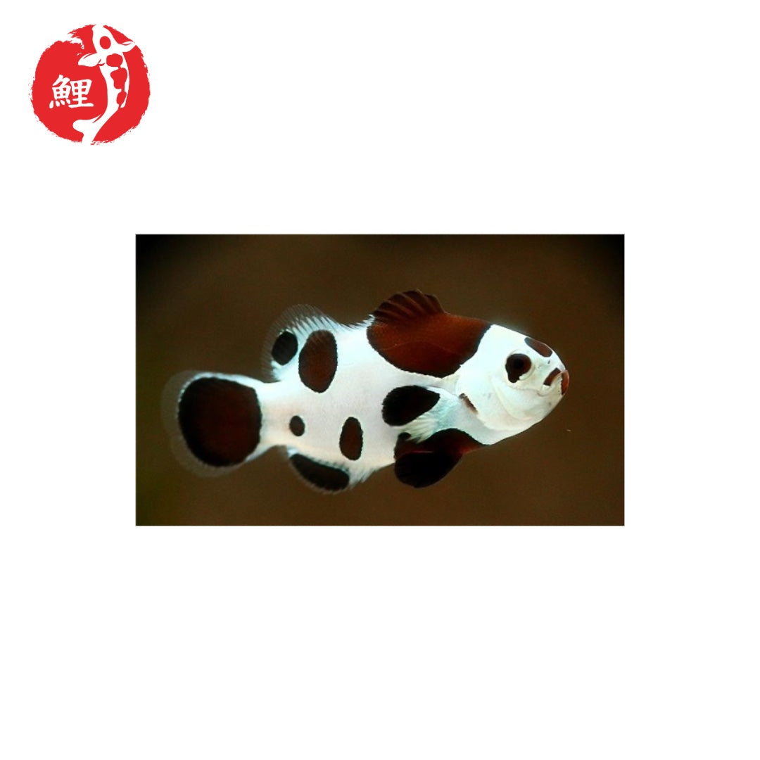 Amphiprion Ocellaris Mocha Black Storm