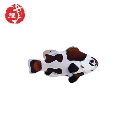 Amphiprion Ocellaris Mocha Black Storm