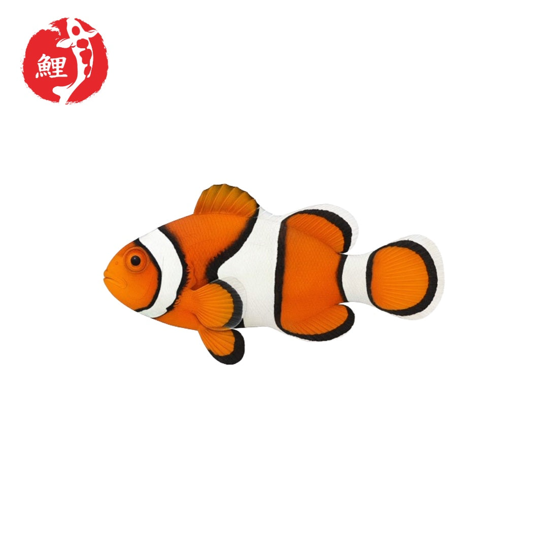 True Percula (Amphiprion Percula) 3 - 5 cm