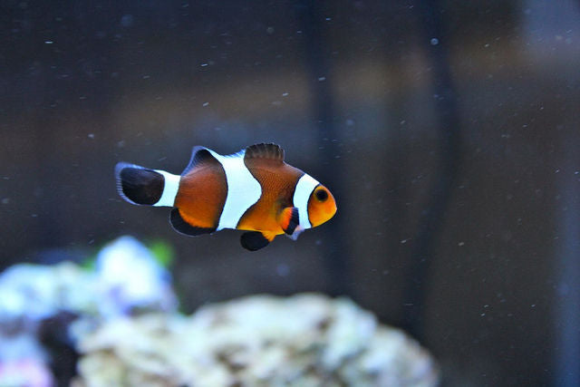 Mocha Amphiprion Ocellaris Bohóchal ( 3 cm - 5  cm )