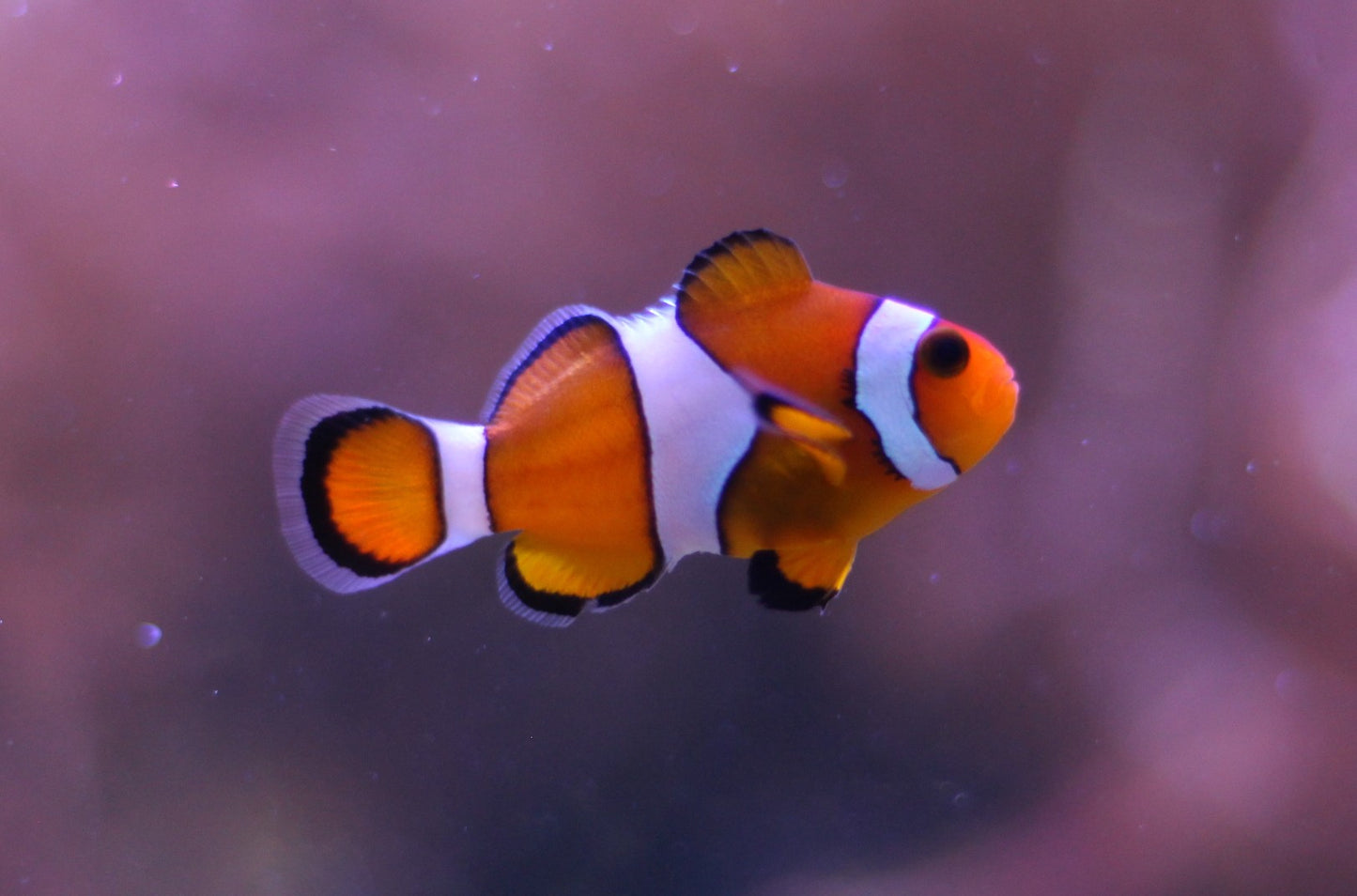 Amphiprion Ocellaris Bohóchal ( 4,1 cm - 5 cm )