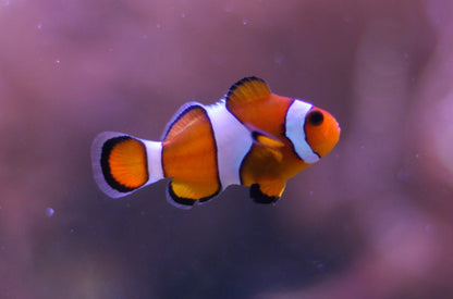 Amphiprion Ocellaris Bohóchal ( 4,1 cm - 5 cm )