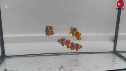 True Percula (Amphiprion Percula) 3 - 5 cm