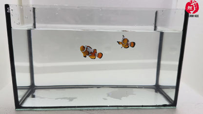 Snowflake Ocellaris Bohóchal (Amphiprion ocellaris)  4-5 cm