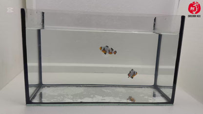 Mocha Gladiator Ocellaris Bohóchal (Amphiprion ocellaris) 3 - 4 cm